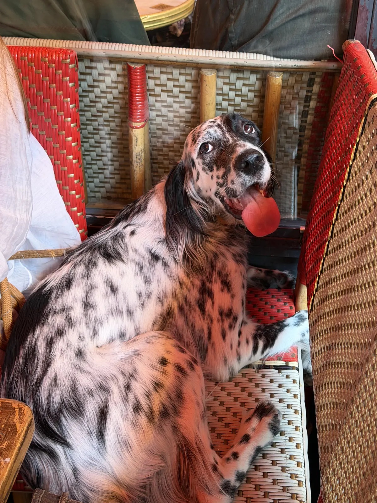 A dog on the rattan banquette